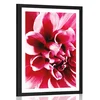 Plakat s paspartujem cvet vrtnice - 40x60 no frame