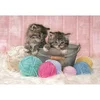 Puzzle Sweet Kittens