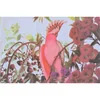 Kuhinjska krpa print Parrot1 45x70cm 3229