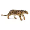 Meglen leopard