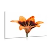Slika oranžna lilija - 150x100