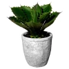 Veštačka Biljka Echeveria