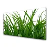 tulup.si Slika na steklu Grass nature rastlin 140x70 cm 2 obešalnika
