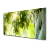 tulup.si Slika na akrilnem steklu Apple tree branch narava 100x50 cm 4 obešalnika