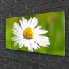 tulup.si Slika na akrilnem steklu Daisy rastlin narava 100x50 cm 2 obešalnika