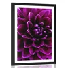 Plakat s paspartujem vijolično purpurni cvet - 40x60 silver