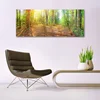 tulup.si Slika na akrilnem steklu Sun forest narava pot 125x50 cm 4 obešalnika