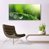 tulup.si Slika na akrilnem steklu Grass nature dew drops 140x70 cm 2 obešalnika