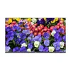 UNV Monitor 43 LED UHD (MW3243-F-V)