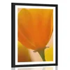 Plakat s paspartujem šopek cvetov v prvem planu - 30x45 no frame