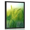 Plakat stebla trave - 60x90 silver