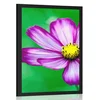 Plakat vrtni cvet kozmeje - 30x45 silver
