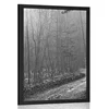 Plakat steza v gozd - 30x45 no frame