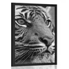 Plakat bengalski tiger v črnobeli varianti - 30x45 black