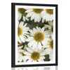 Plakat s paspartujem zdravilni cvetovi kamilice - 30x45 silver