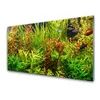 tulup.si Slika na steklu Aquarium fish rastline 120x60 cm 4 obešalnika