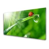 tulup.si Slika na akrilnem steklu Grass pikapolonica narava 120x60 cm 4 obešalnika