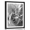 Plakat s paspartujem nageljnovi cvetovi v črnobeli varianti - 30x45 no frame