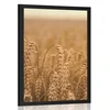 Plakat žitno polje - 30x45 no frame