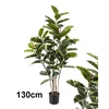 Lilium stablo fikus variegata 130 cm, 1x6 567343
