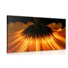 Slika gerbera na temnem ozadju - 30x20