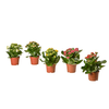 KALANCHOE Zasađena biljka, kalanhoja odabrane boje, 10.5 cm