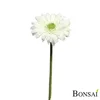 Gerbera bela 63 cm - bela - 50 do 75 cm