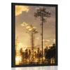 Plakat večer v gozdu - 60x90 no frame
