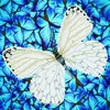 Diamond Dotz: Belo metulj - 38 x 38 cm