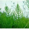 Institut Josif Pančić Čaj rastavić herba, 50g
