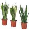SANSEVIERIA TRIFASCIATA Lončnica, pisana bajonetka, 14 cm