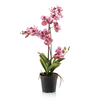 Umetna orhideja Vanessa 70 mix pink - roza