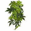 Abutilon Silk Medium - rastlina za terarij