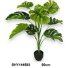 Lilium 90cm monstera u saksiji, 144593