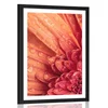 Plakat s paspartujem oranžna gerbera s kapljicami vode - 30x45 silver
