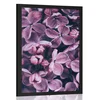 Plakat vijolični cvetovi španskega bezga - 40x60 no frame