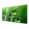 tulup.si Slika na akrilnem steklu Grass dew drops 100x50 cm 2 obešalnika