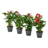 ANTHURIUM Lončnica, flamingovec mešane barve, 17 cm