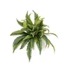 Praprot grm 50cm Barcelona 40 listni - 31 do 50 cm