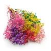 shumee Stabilizirana gipsofila - (Gypsophila) - Kraljevski šopek - Mešanica barv
