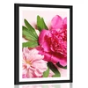 Plakat s paspartujem potonike v rožnati barvi - 30x45 black