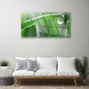 tulup.si Slika na akrilnem steklu Dew drop leaf grass 120x60 cm 2 obešalnika