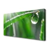 tulup.si Slika na platnu Dew drop leaf grass 100x50 cm