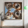 WallXpert uramljena MDF slika DOS045-50, dve mačke i dva psa gledaju odozgo u kameru, 50 x 50 cm