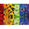 Ravensburger - Puzzle Cvetlični odsev - 500 kosov