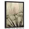 Plakat semena regrata v sepia varianti - 60x90 white