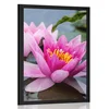 Plakat rožnati lotosov cvet - 30x45 no frame