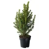 PICEA GLAUCA CONICA Lončnica, stožčasta smreka, 15 cm