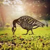 Aberto Design Dekorativna figura Goose -A 02, 44x50 cm, 1.5 mm