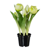 Veštačka Biljka Tulpe